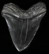 Huge, Fossil Megalodon Tooth #57454-2